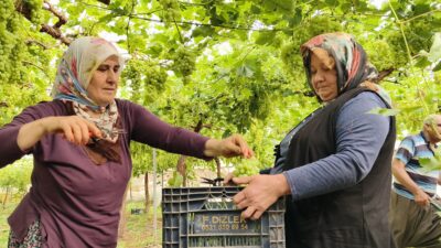 Mersin‘in Silifke ilçesinde sezonun ilk örtü altı üzüm hasadı gerçekleştirildi.