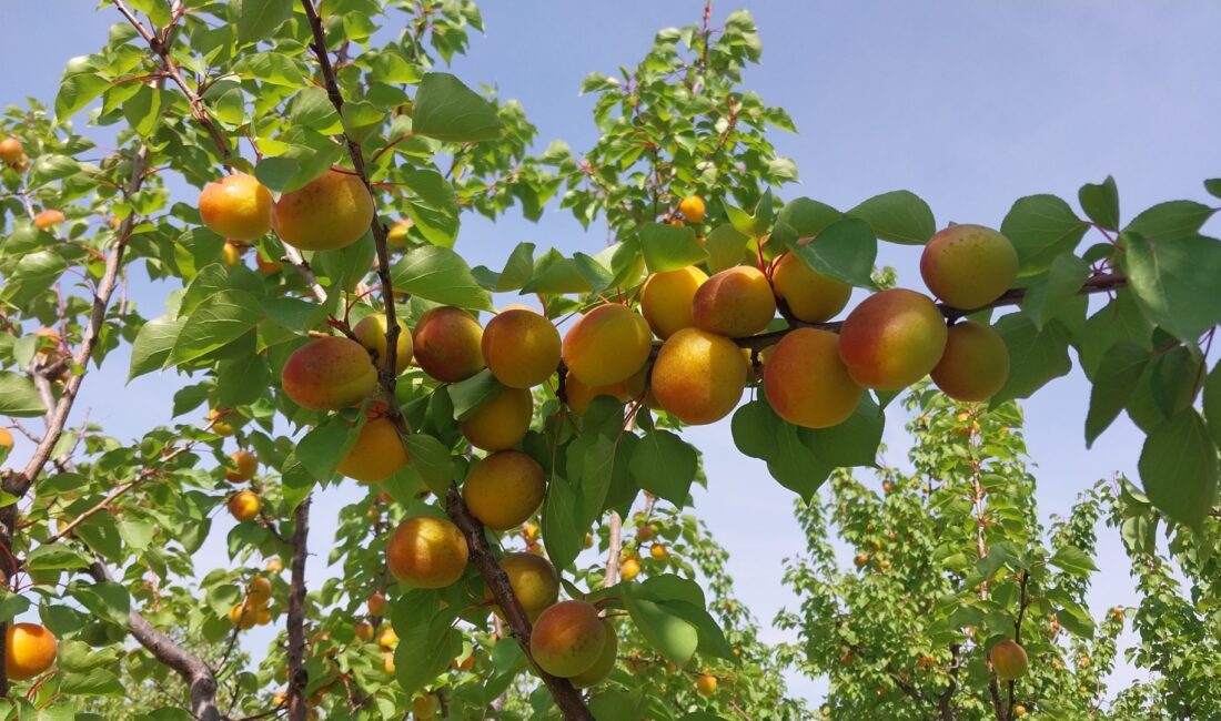 Mersin‘in Mut ilçesinde tescilli sofralık kayısıda hasat başlarken, bu yıl