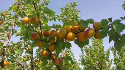 Mersin‘in Mut ilçesinde tescilli sofralık kayısıda hasat başlarken, bu yıl