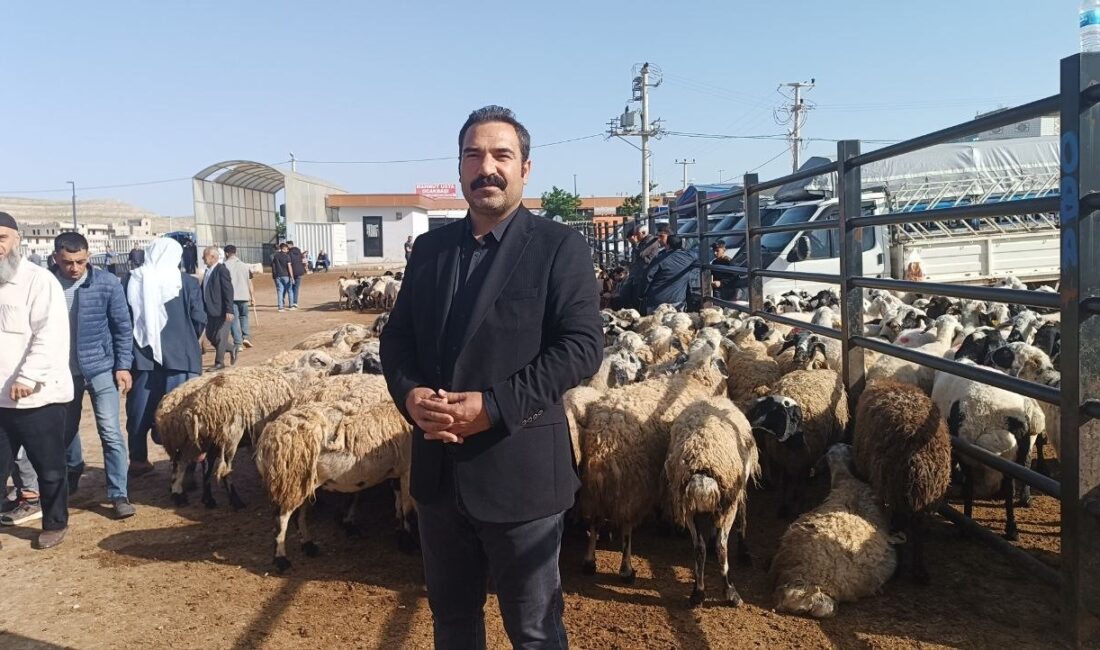 Türkiye’nin en büyük hayvan pazarları arasında yer alan Şanlıurfa’daki pazarda
