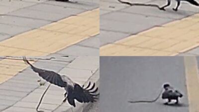 Mersin‘de cadde üzerine karganın yılanı avlayarak uğraşması kameraya yansıdı. Olay,
