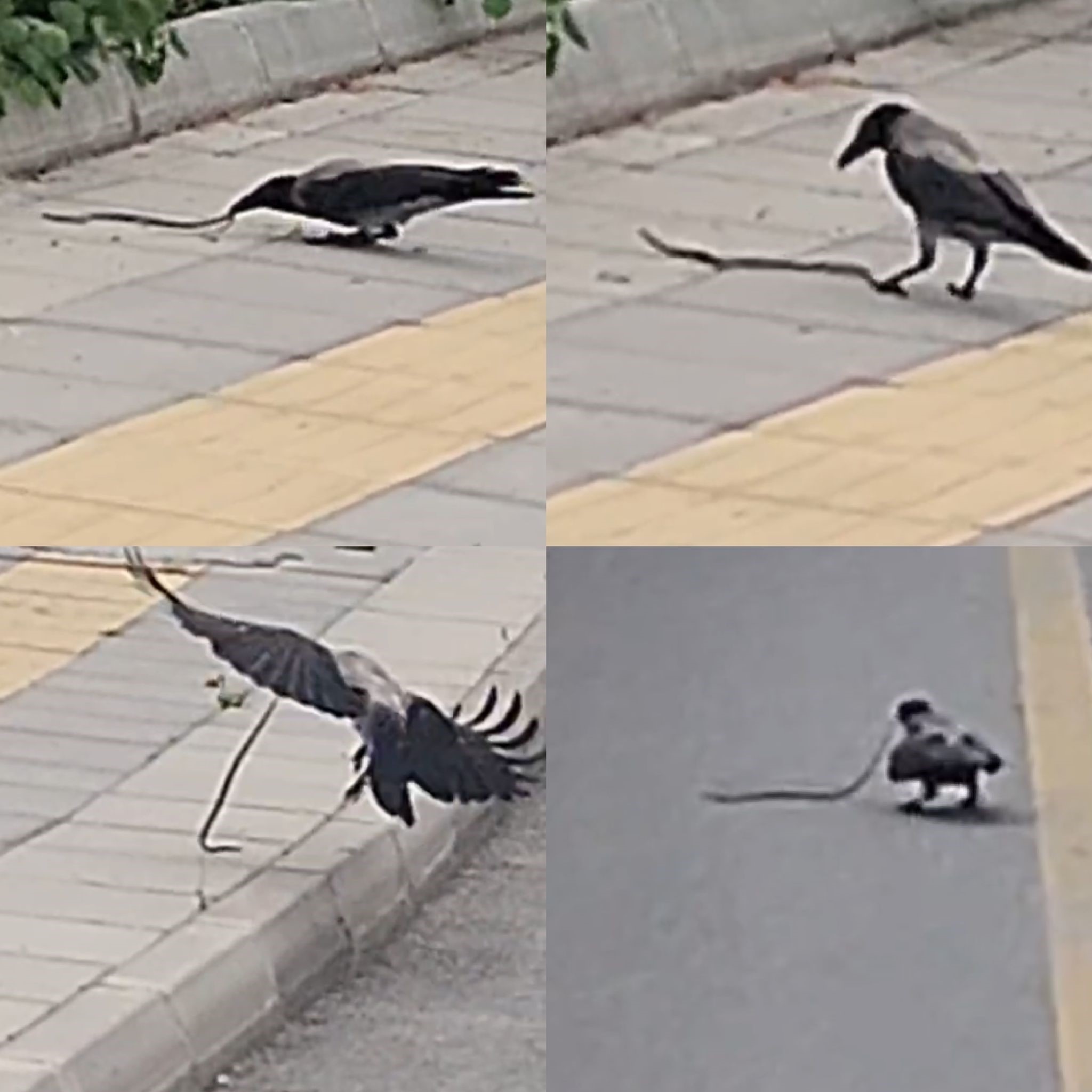 Karganın yılan avı kameraya yansıdı