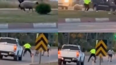 Mersin‘in Anamur ilçesinde kaçan kurbanlık koyun polislerin yardımıyla yakalanırken, o