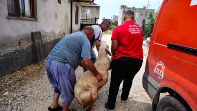 Tarsus Belediyesinden şehit ailelerine bayram desteği Tarsus Belediyesi, Kurban Bayramı öncesinde sosyal dayanışma kapsamında şehit ailelerine