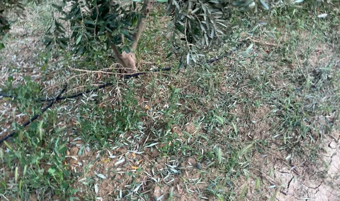 Dolu, kayısı ve zeytinlere zarar verdi Mersin’in Mut ilçesinin yüksek kesimlerinde etkili olan dolu, kayısı ve