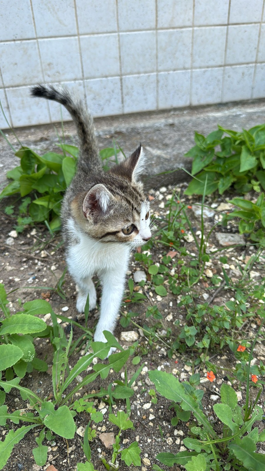 HAVALANDIRMA BOŞLUĞUNA DÜŞEN KEDİYİ BÜYÜKŞEHİR İTFAİYE EKİPLERİ KURTARDI