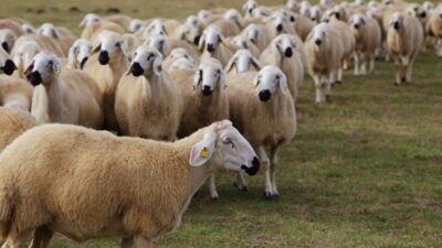 Adana İli Damızlık Koyun Keçi Yetiştiricileri Birliği Başkanı ve Türkiye
