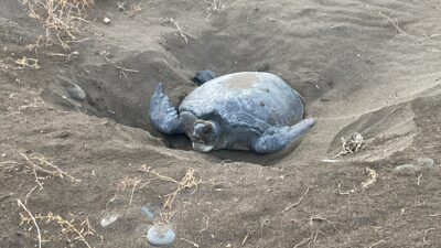 Dünya’da nesli tehlike altında olduğu için koruma altında bulunan ‘caretta