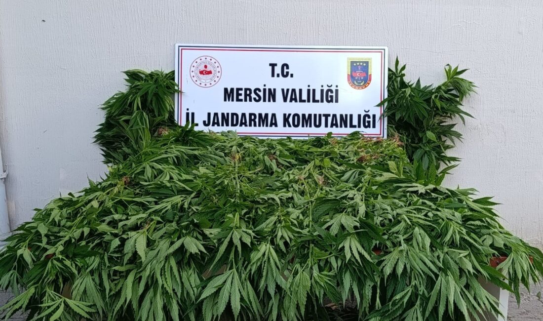 Ormanda kenevir yetiştirenlere suçüstü operasyon: 2 tutuklama Mersin‘in Bozyazı ilçesi sınırlarında ormanlık alanda yasa dışı kenevir ekimi