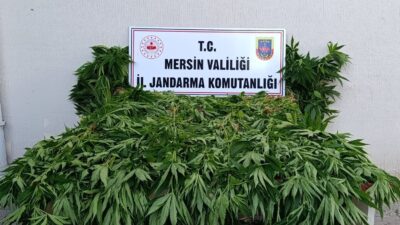 Mersin‘in Bozyazı ilçesi sınırlarında ormanlık alanda yasa dışı kenevir ekimi