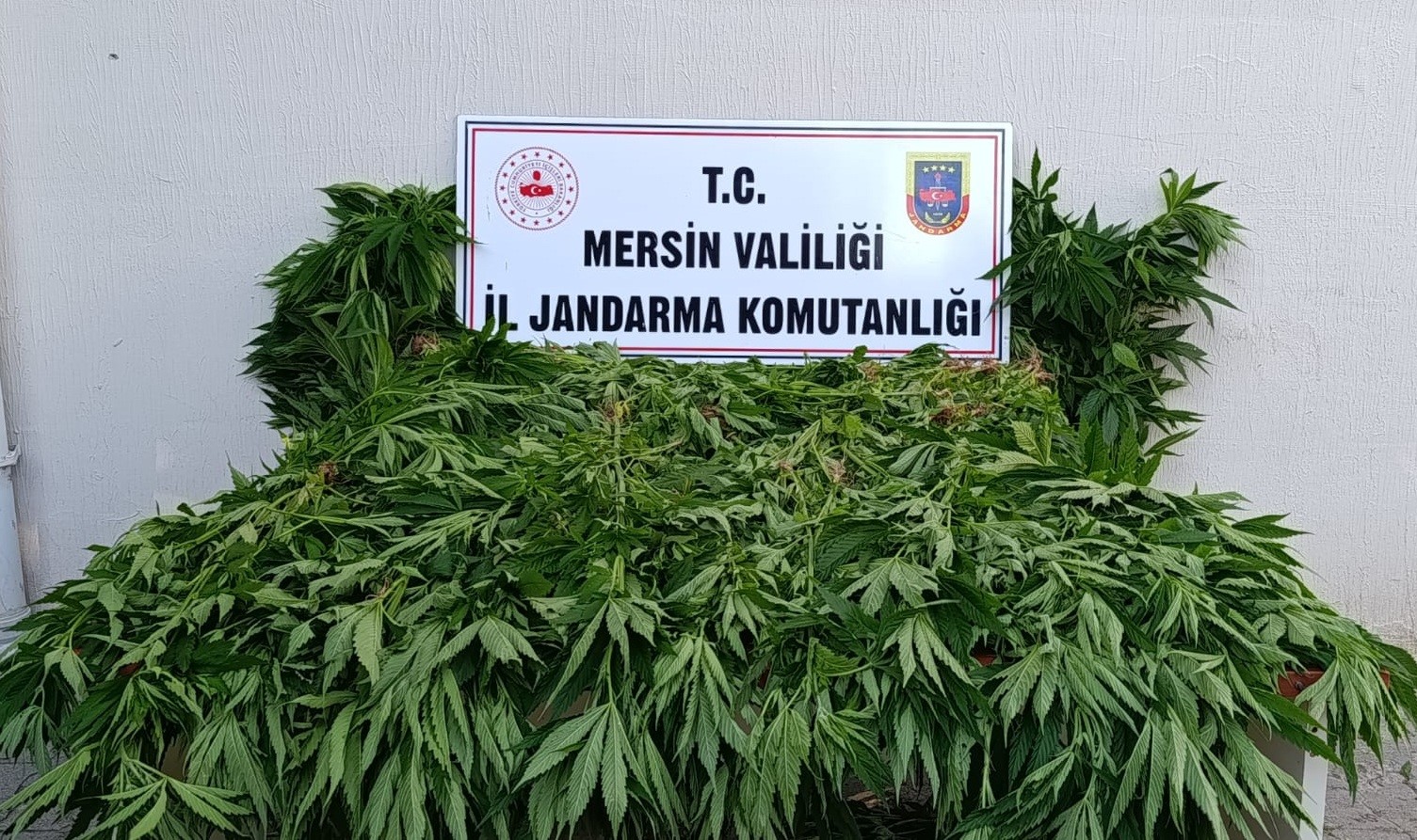 Ormanda kenevir yetiştirenlere suçüstü operasyon: 2 tutuklam