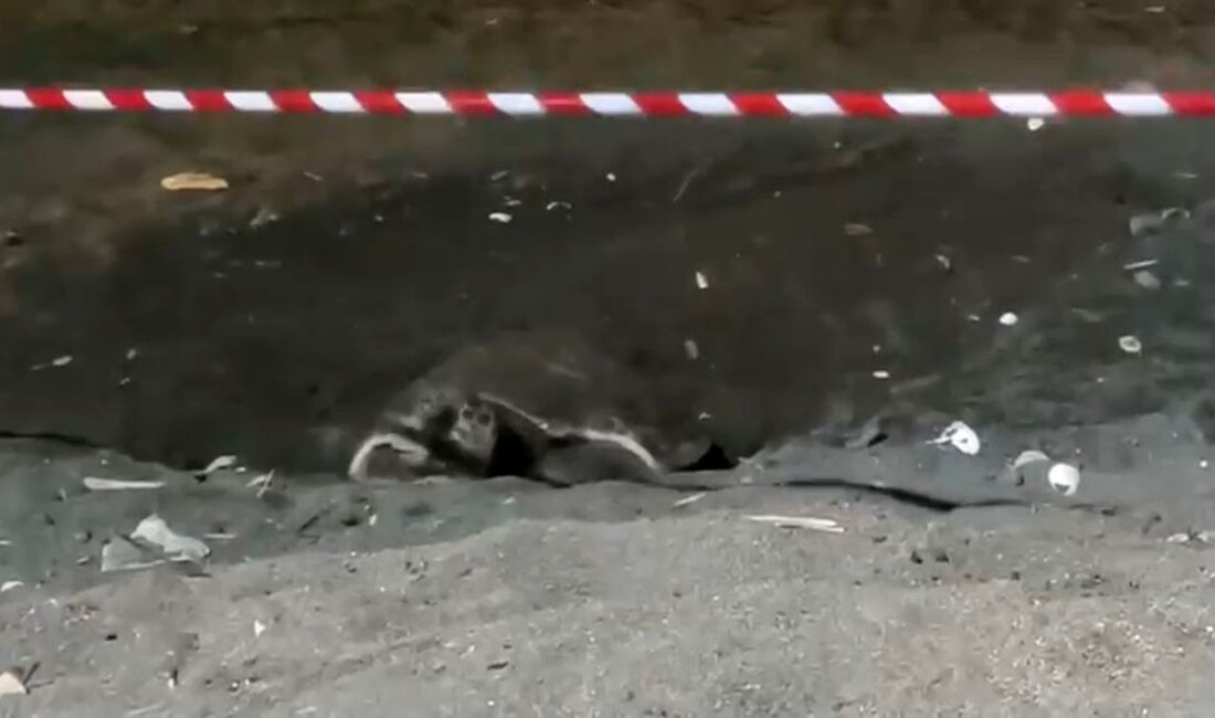 Koruma alanı dışına yuva yapan caretta caretta için şeritli tedbir Mersin’in Erdemli ilçesi merkezindeki sahilde ilk defa bir iribaş deniz