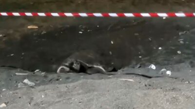 Mersin’in Erdemli ilçesi merkezindeki sahilde ilk defa bir iribaş deniz