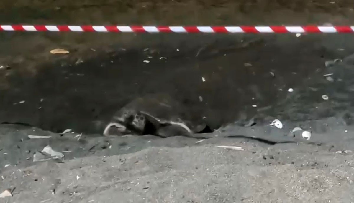 Koruma alanı dışına yuva yapan caretta caretta içi