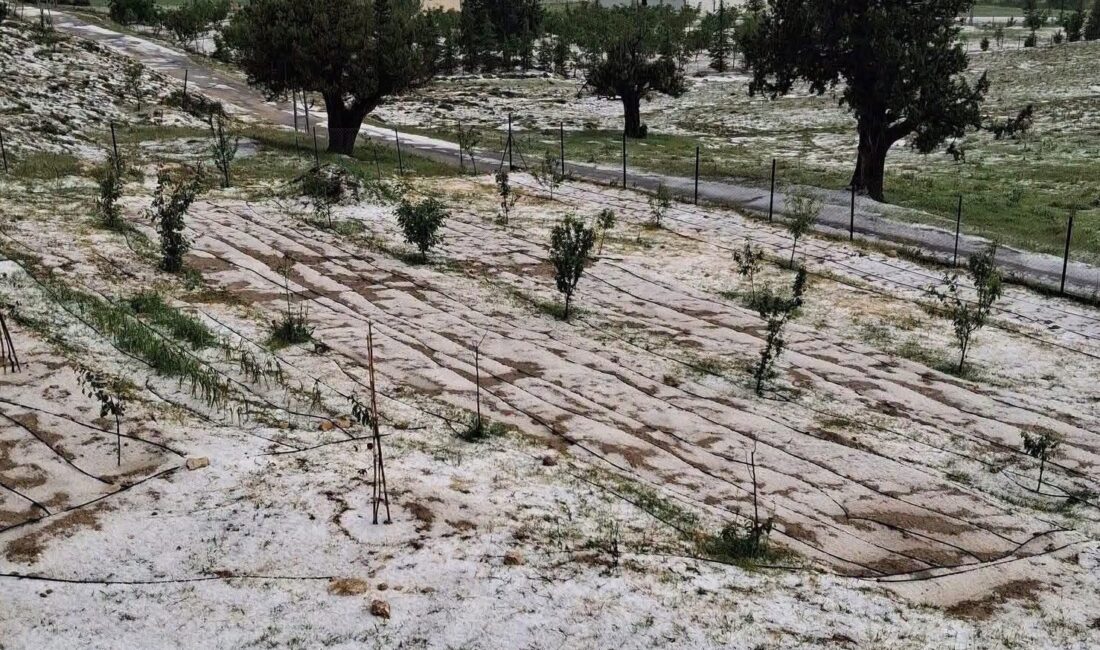 Mersin Erdemli’de dolu tarım alanlarına zarar verdi Mersin’in Erdemli ilçesinde yüksek rakımlı mahallelerde dolu etkili oldu, tarım