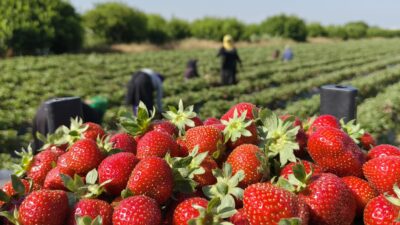 Mersin’in Silifke ilçesinde coğrafi işaretli Silifke çileğinde ovadaki son hasatlar