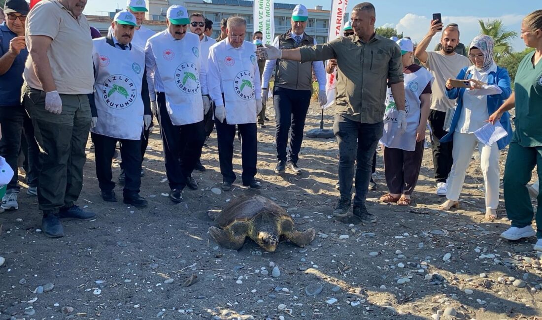 Tedavisi tamamlanan 3 deniz kaplumbağası yeniden denizle buluştu Mersin‘de nesli tehlike altında olduğu için koruma altında olan 1
