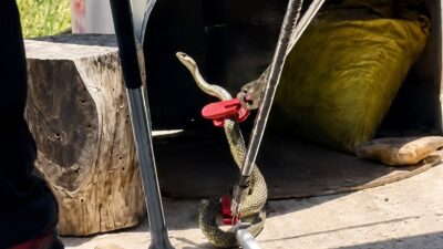 Hava sıcaklıklarının artmasıyla birlikte Mersin’de yılan vakaları da arttı. Son