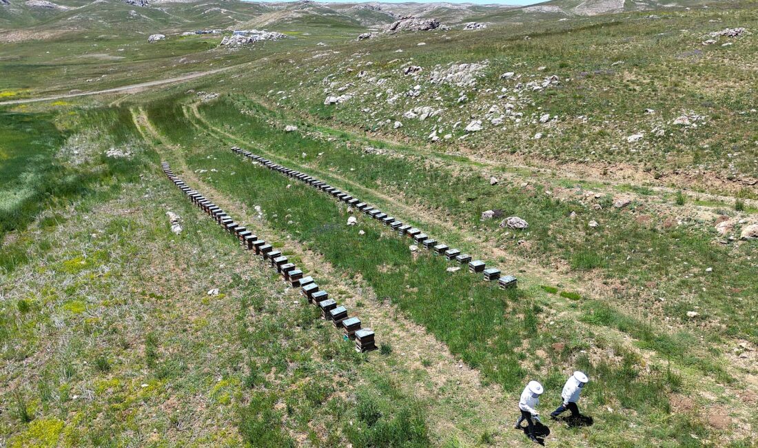 Toroslarda bahar: 2 bin 400 rakıma taşınan arılar mesaiye başladı Türkiye’nin önemli üretim merkezlerinden baharın yeni geldiği Mersin sınırlarında 2