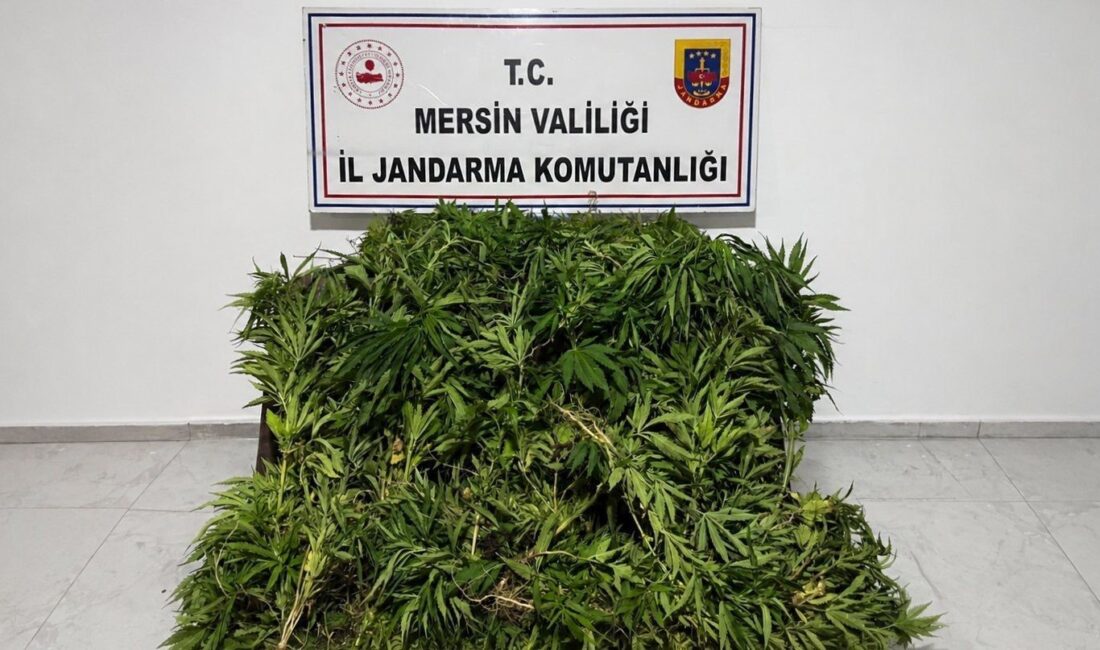 Mersin’de ormanlık alana ekilen bin 500 kök kenevir ele geçirildi Mersin’in Gülnar ilçesinde jandarma ekiplerince düzenlenen operasyonda, ormanlık alandaki 5