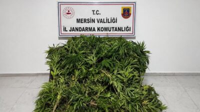 Mersin’in Gülnar ilçesinde jandarma ekiplerince düzenlenen operasyonda, ormanlık alandaki 5
