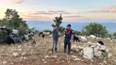 Mersin‘de kayıp 40 küçükbaş, jandarmanın dron destekli çalışmasıyla bulunarak sahibine