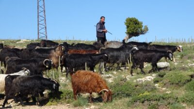 Türkiye’de keçi yetiştiriciliğinin en çok yapıldığı iller arasında ilk sırada