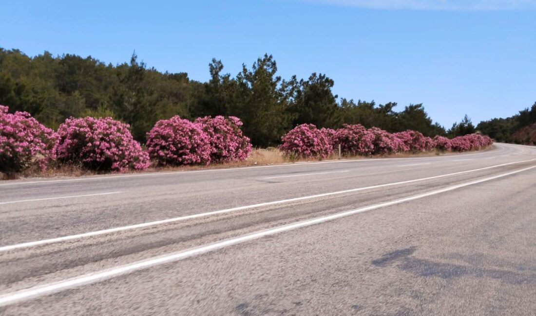 ZAKKUM ÇİÇEKLERİNİN GÜZELLİĞİ GÖZ KAMAŞTIRIYOR Mersin’in Gülnar ve Aydıncık ilçelerinin Akdeniz kıyı şeridinde karayolları tarafından periyodik aralıklarla dikilen