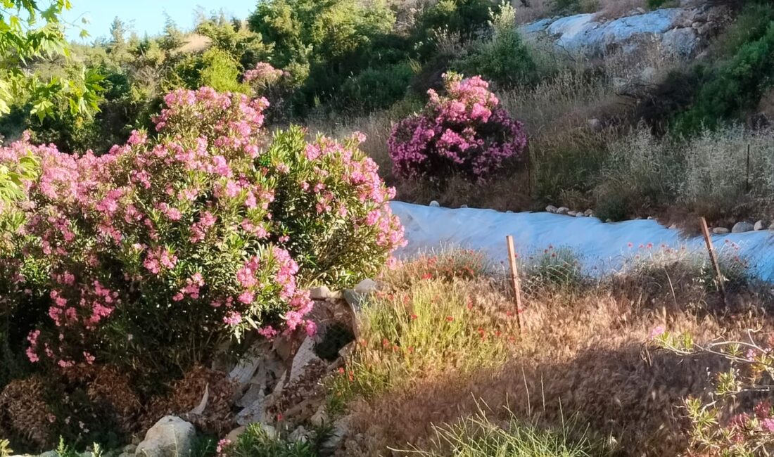 Akdeniz bölgesine özgü süs ağaçlarından olan zakkum çiçeği Mersin’in başta