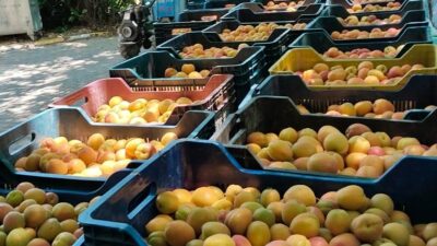 Mersin’in Gülnar ilçesine bağlı Zeyne (Sütlüce) Mahallesi, Mut ilçesinde yoğun