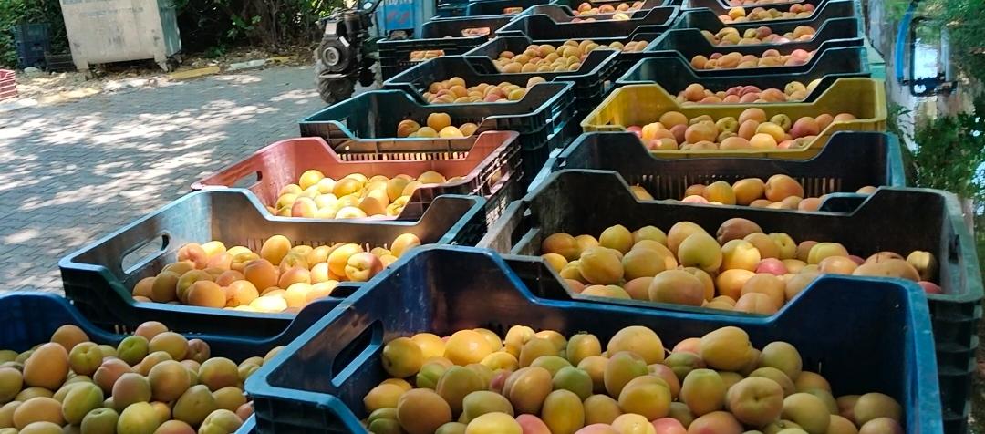 Mersin’in Gülnar ilçesine bağlı Zeyne (Sütlüce) Mahallesi, Mut ilçesinde yoğun