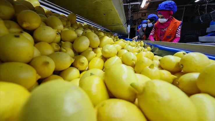 Dört ayda 191 milyon dolarlık limon ihraç edildi, içeride fiyatlar