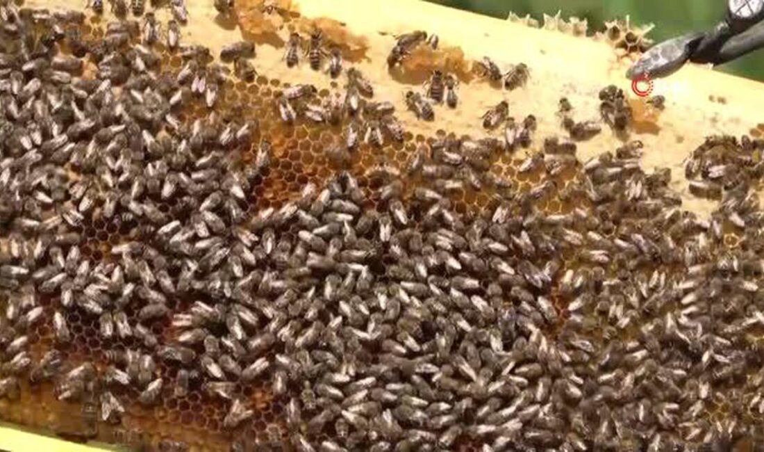 Fransa, arı popülasyonlarını korumaya yönelik dikkat çeken bir karara imza