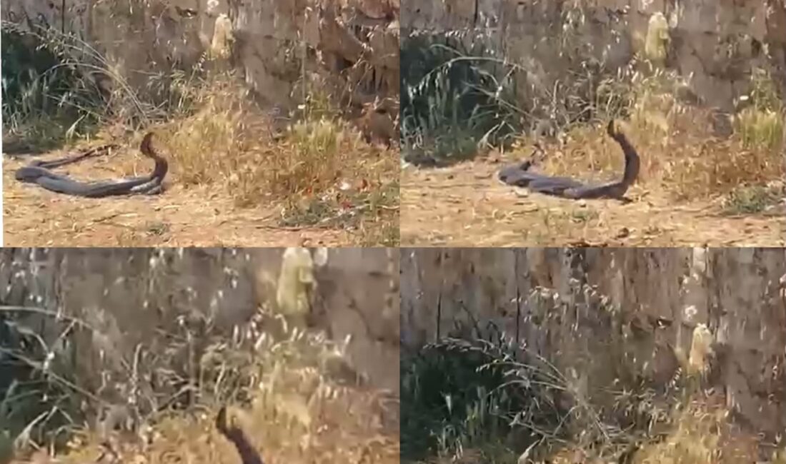 2 metrelik yılanların dansını kedi izledi Mersin’in Erdemli ilçesinde uzunlukları 2 metreyi aşan yılanların dans edercesine