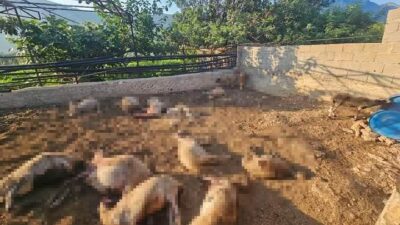 Mersin‘in Silifke ilçesinde ağıla giren kurtların saldırısı sonucu 29 koyun