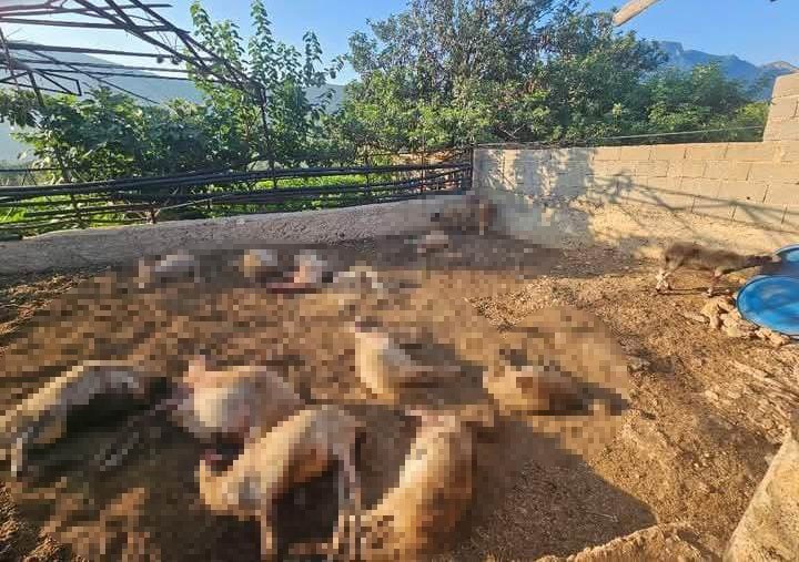 Mersin‘in Silifke ilçesinde ağıla giren kurtların saldırısı sonucu 29 koyun