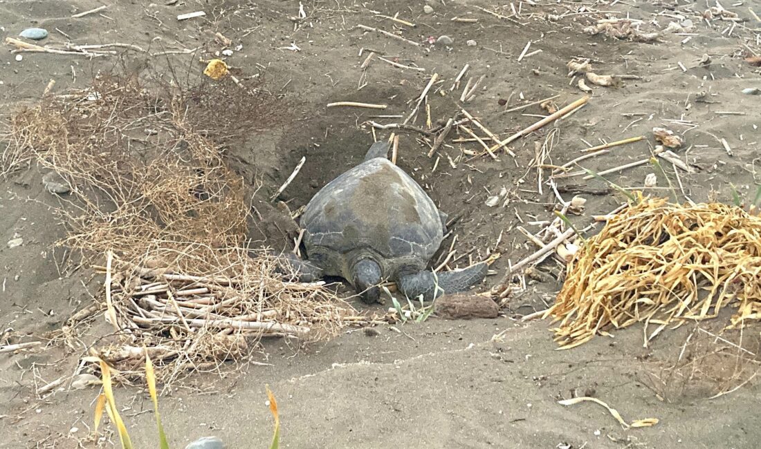 Nesli tehlike altında olduğu için koruma altında bulunan ‘caretta caretta’