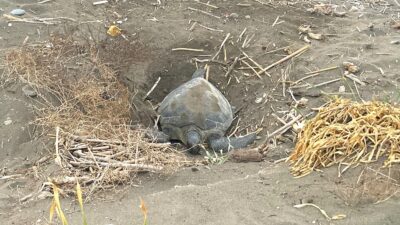 Nesli tehlike altında olduğu için koruma altında bulunan ‘caretta caretta’