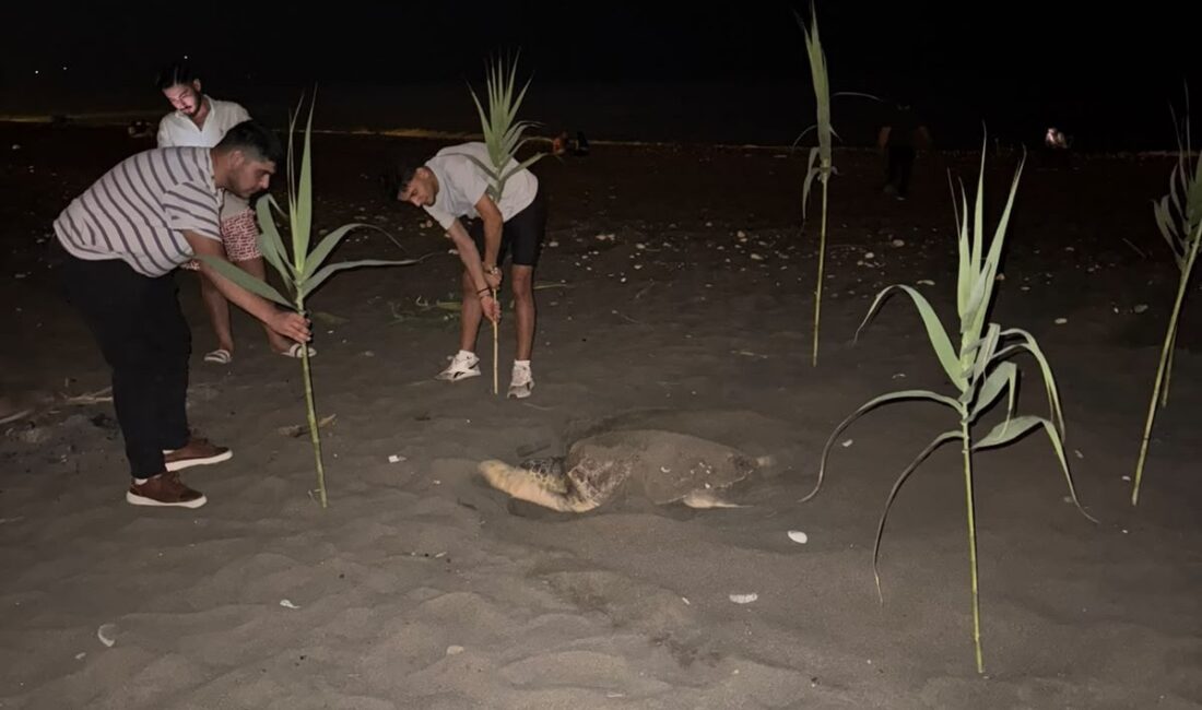 Caretta carettayı yuva yaparken gören gençler, duyarlılık gösterdi önlem aldı Mersin‘in Erdemli ilçe sahilinde caretta carettayı yuva yaparken gören gençler,