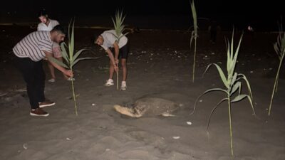 Mersin‘in Erdemli ilçe sahilinde caretta carettayı yuva yaparken gören gençler,