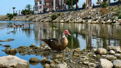 Mersin‘de geçen kış yaşanan sel felaketinin ardından doğal yaşam alanları