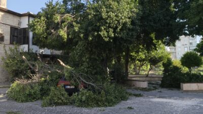 Mersin‘in Silifke ilçesinde kuvvetli rüzgar ve fırtına nedeniyle ağaçlar araçların