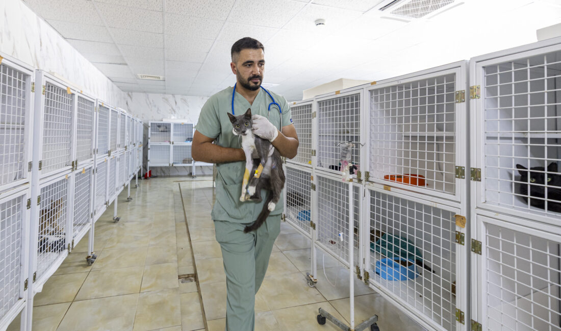 Mersin Büyükşehir Belediyesi, sokakta yaralanan ve yaşam mücadelesi veren can