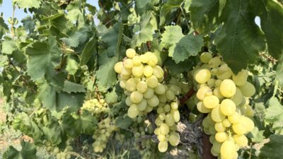 Yüksek rekolte üzüm fiyatlarını düşürdü Mersin‘in Tarsus ilçesinde hasadı süren üzümde yüksek rekolte fiyatları düşürdü.