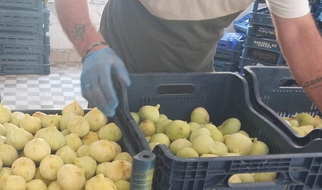 Mersin’de beyaz incirde ‘yok yılı’: Rekoltenin 90 bin tondan 30 bin tona düşmesi bekleniyor Mersin‘in Mut ilçesinde kendine özgü tadı ve aromasıyla öne çıkan