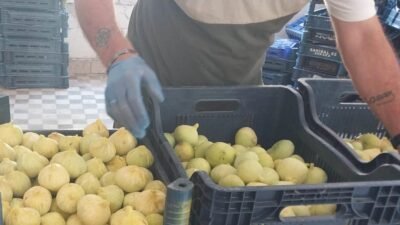 Mersin’de beyaz incirde ‘yok yılı’: Rekoltenin 90 bin tondan 30 bin tona düşmesi bekleniyor Mersin‘in Mut ilçesinde kendine özgü tadı ve aromasıyla öne çıkan