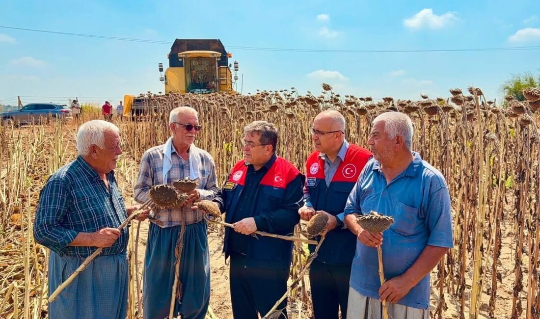 Tarsus’ta ayçiçeğinde 4 bin 485 ton rekolte bekleniyor Mersin’in Tarsus ilçesinde ayçiçeği üretiminde bu yıl 4 bin 485