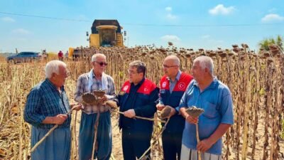 Mersin’in Tarsus ilçesinde ayçiçeği üretiminde bu yıl 4 bin 485