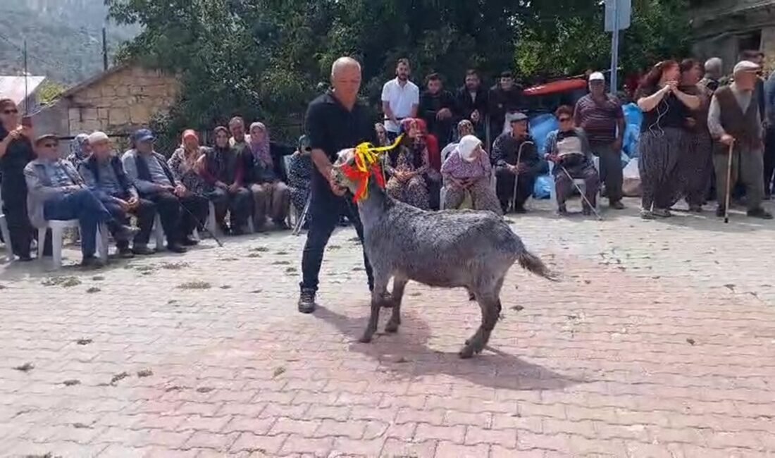 Mersin‘in Mut ilçesinde ilk kez düzenlenen keçi güzellik yarışmasında, özenle