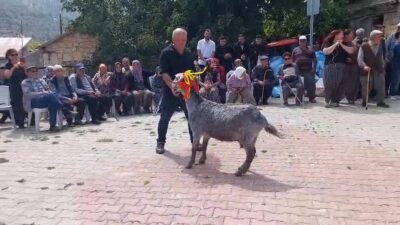 Mersin‘in Mut ilçesinde ilk kez düzenlenen keçi güzellik yarışmasında, özenle